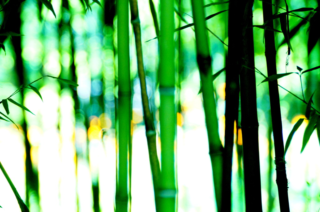 竹林の輝き