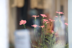 花のある窓辺