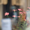 花のある窓辺