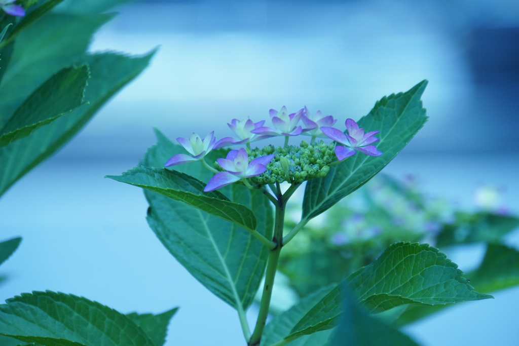 紫陽花の蒼