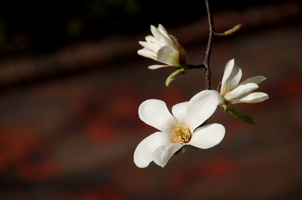 花の季節