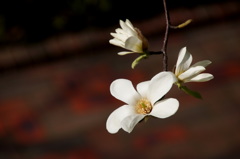 花の季節