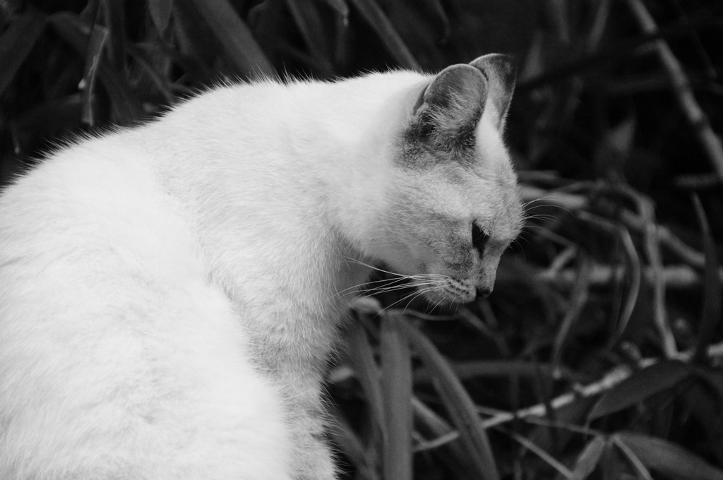 白猫の憂鬱