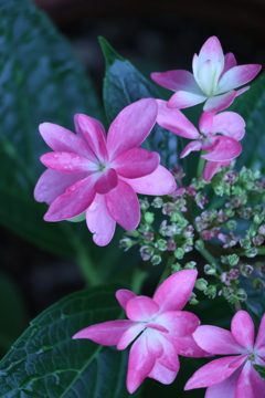 花明かり