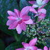 花明かり