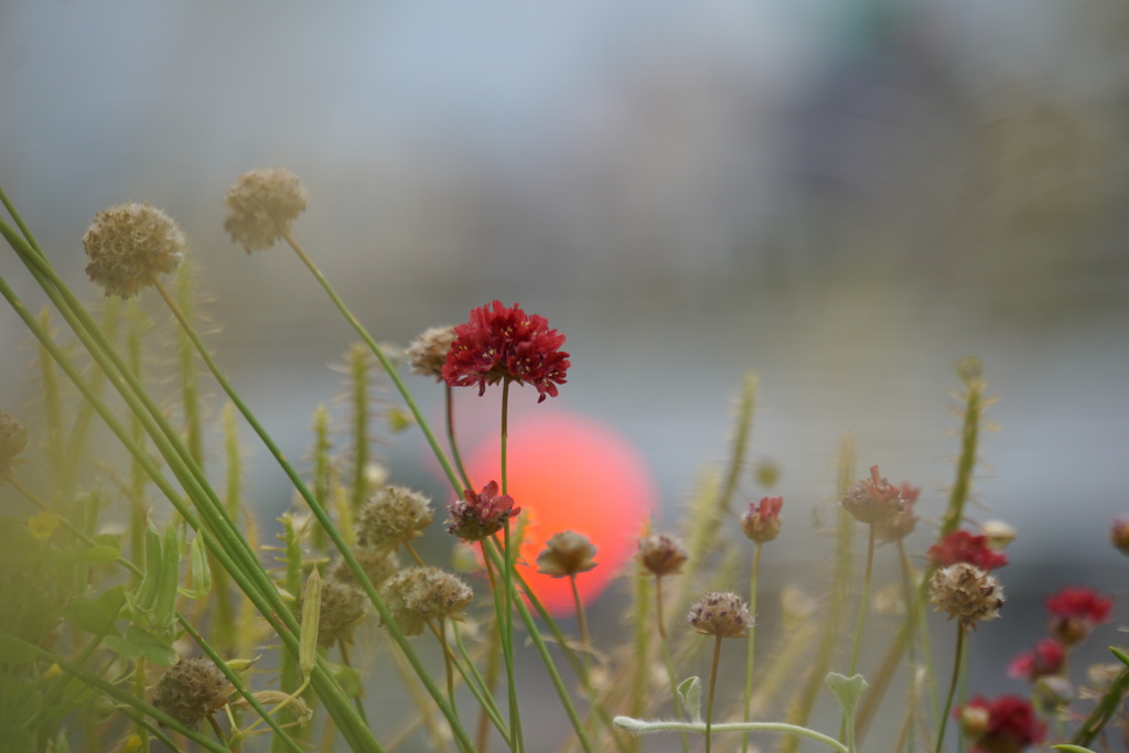 野に咲く花の名