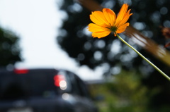 道端はそろそろ秋の花