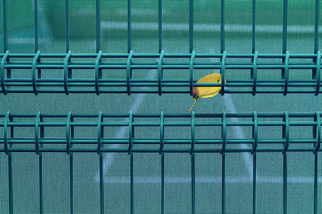 秋のテストパターン