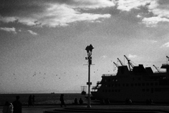 冬空を横切る鳥影