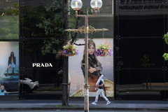 5月のプラダ