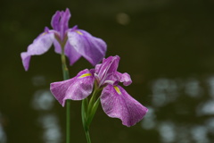 花菖蒲三番勝負
