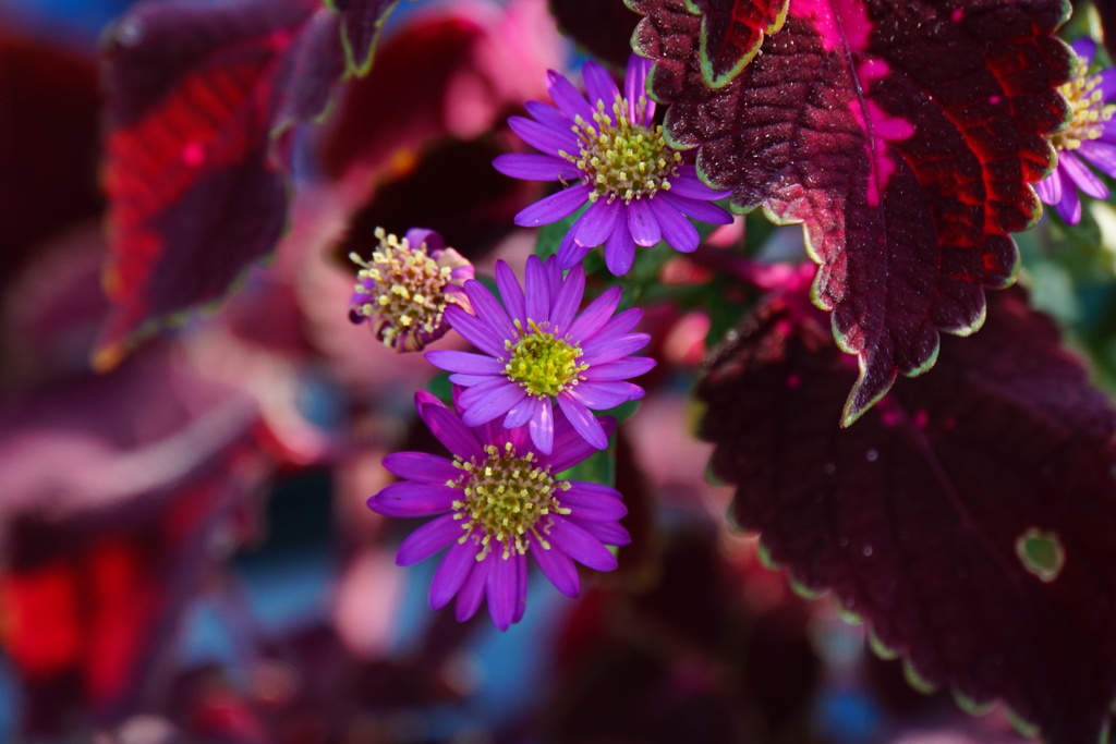 秋の小さな花壇