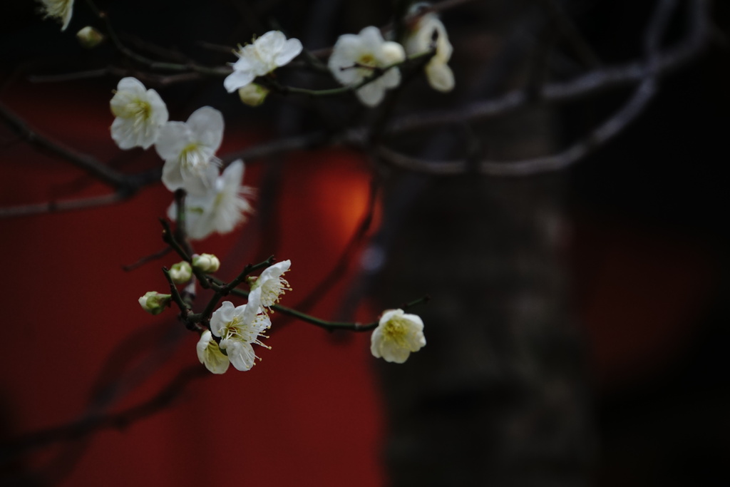 天神の梅