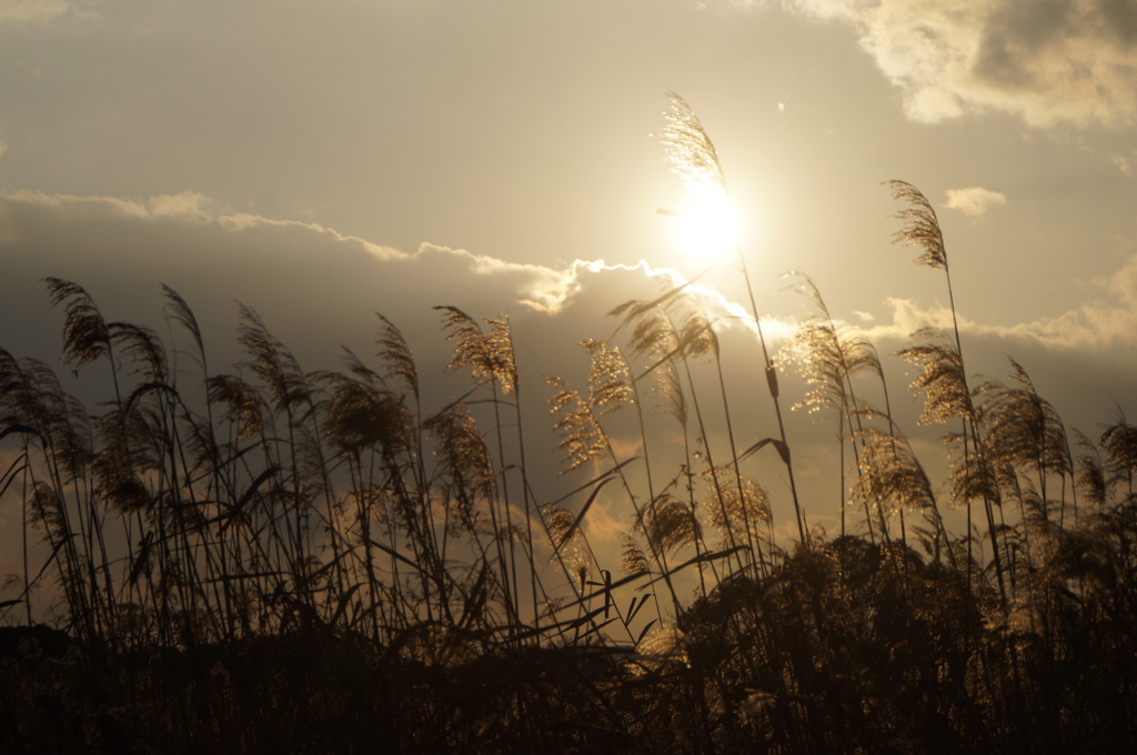 今日の日はさようなら