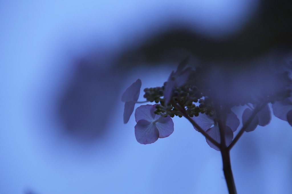 雨になりそうだ