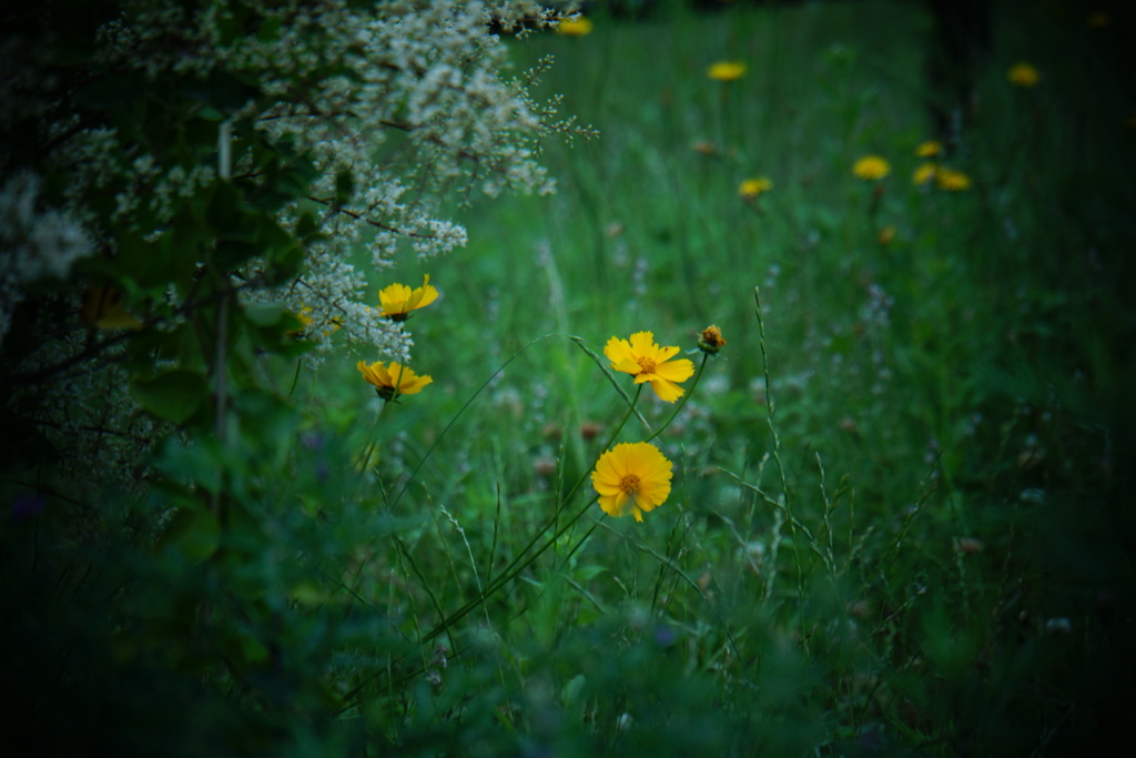 Are you going to Scarborough Fair?