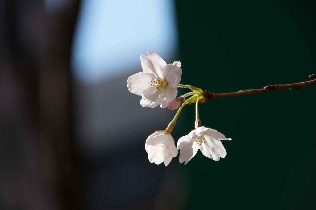 初桜2017