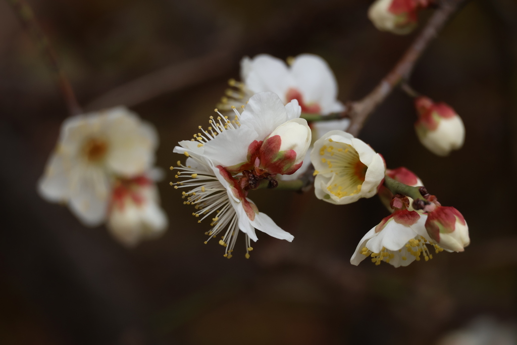 一輪ほどの暖かさ