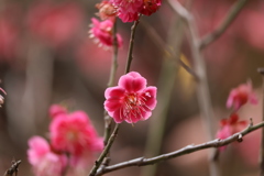 生田神社・梅だより