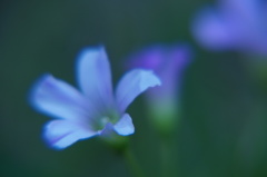 Beautiful Harmony