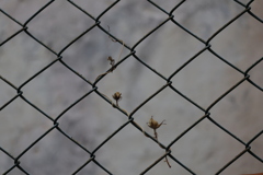 クロスする季節