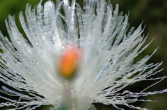 Chemical Flower