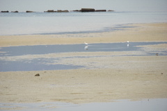 引き潮の浜辺 引き潮の浜辺