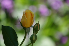 薔薇の咲く朝