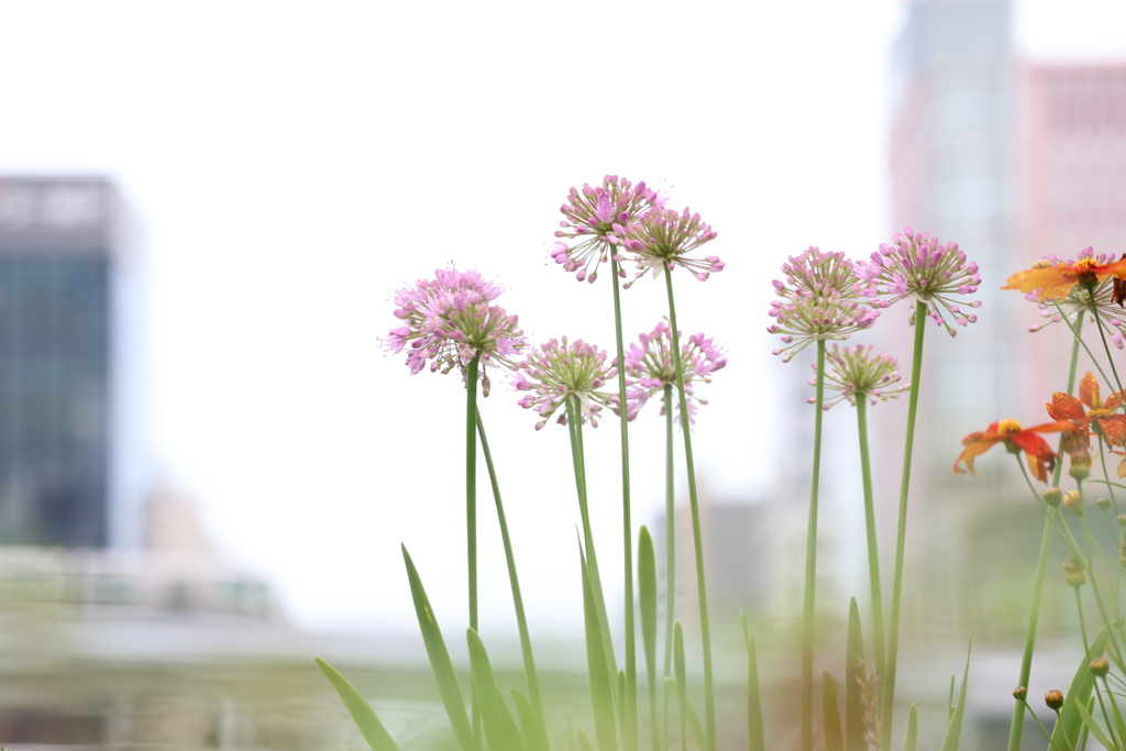 「花のサンフランシスコ」を想う