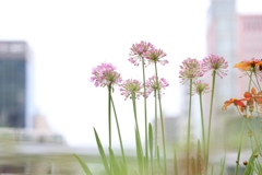 「花のサンフランシスコ」を想う