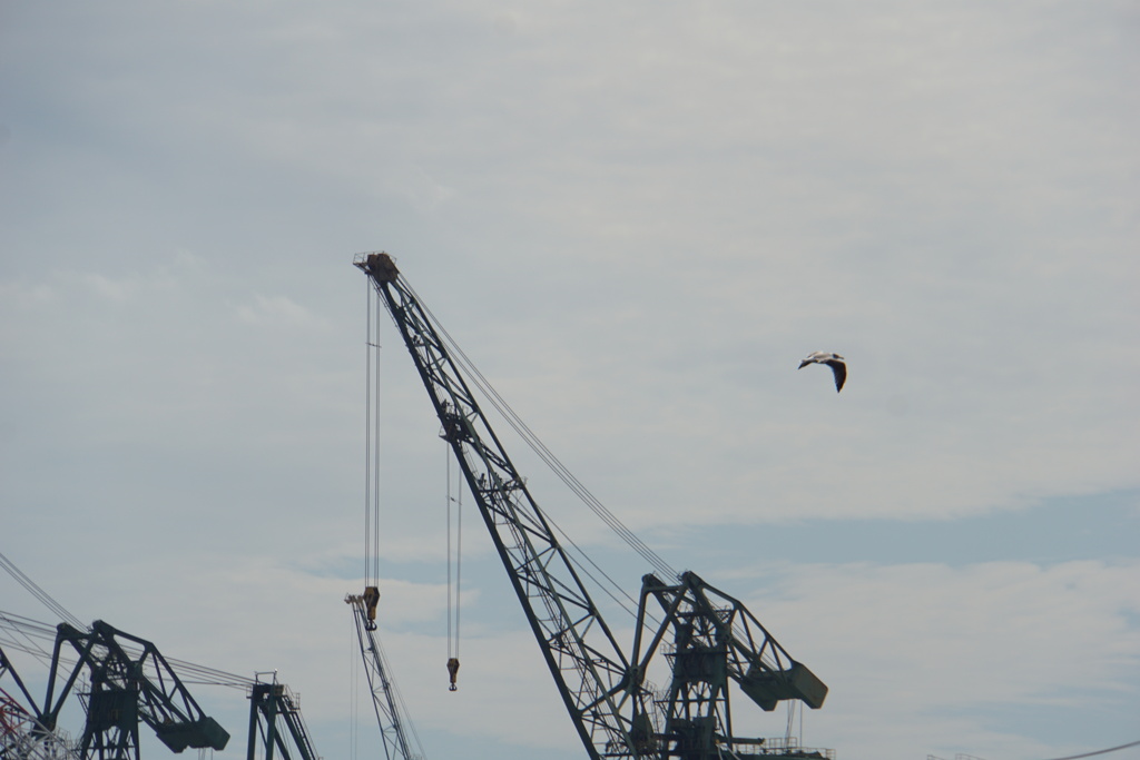 Fly Bird Fly