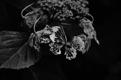 枯れ紫陽花に抱かれる蝶