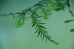 Green Leaves