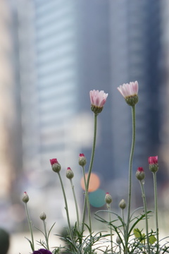 都市を飾る花