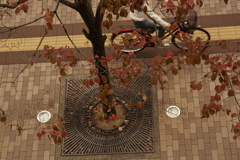 花水木の舗道