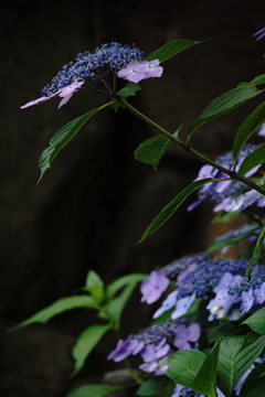 雨待ち花