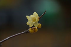 Mellow Yellow