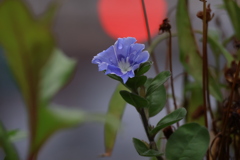 秋の日はつるべ落とし