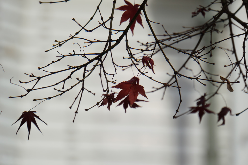 紅葉のクリスマスツリー