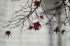 紅葉のクリスマスツリー