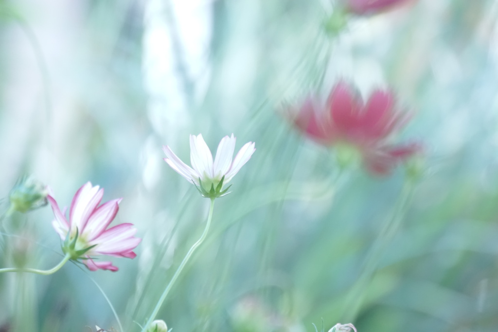 秋風に揺れる秋桜