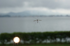 雨の湖畔