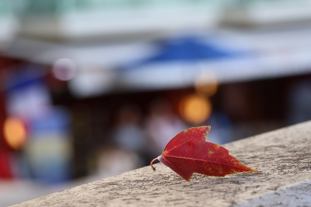 枯葉の便り～北野坂から