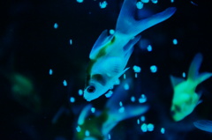 into the blue