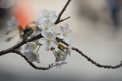 桜、はじめました