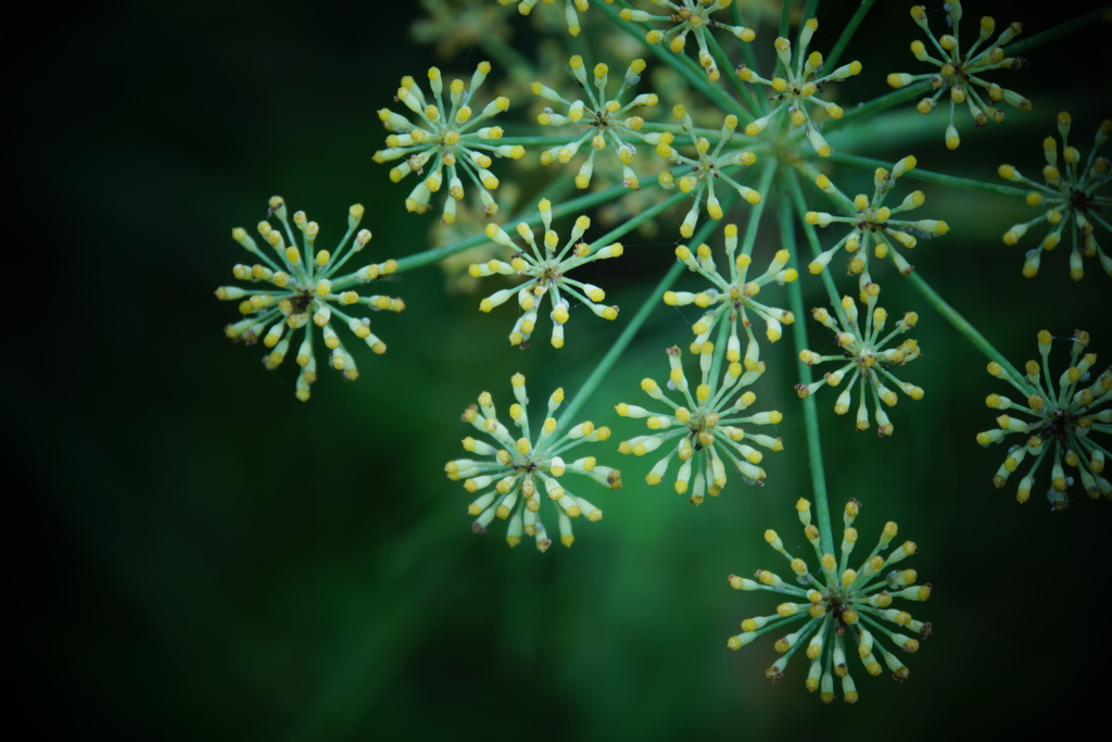 青花火