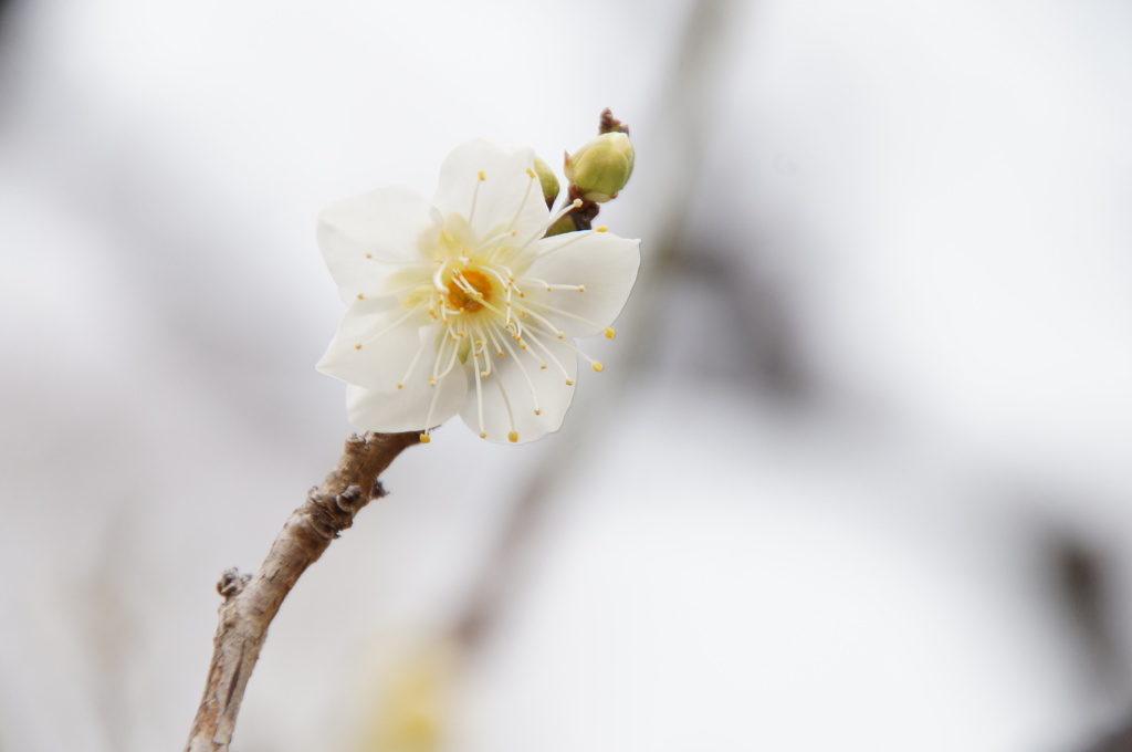 花びらの白い色は・・