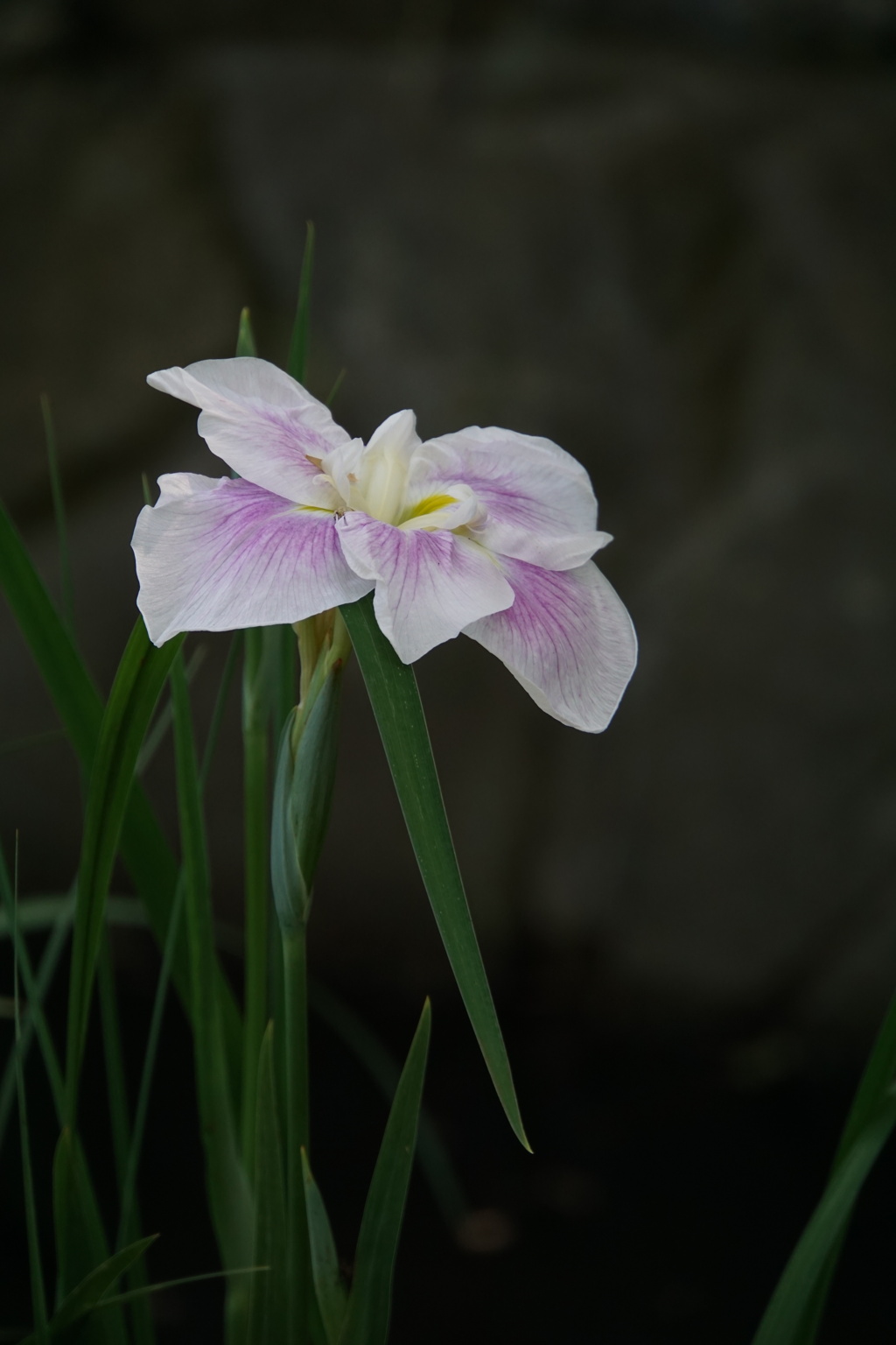 水辺の花