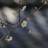 三寒四温