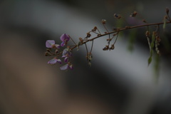秋の草かんむり
